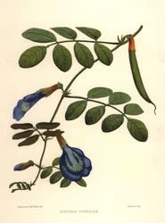 Clitoria ternatea